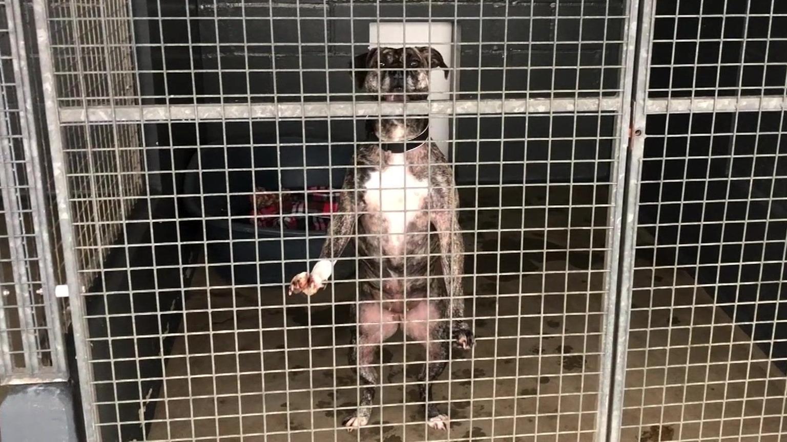 Dog in RSPCA cage