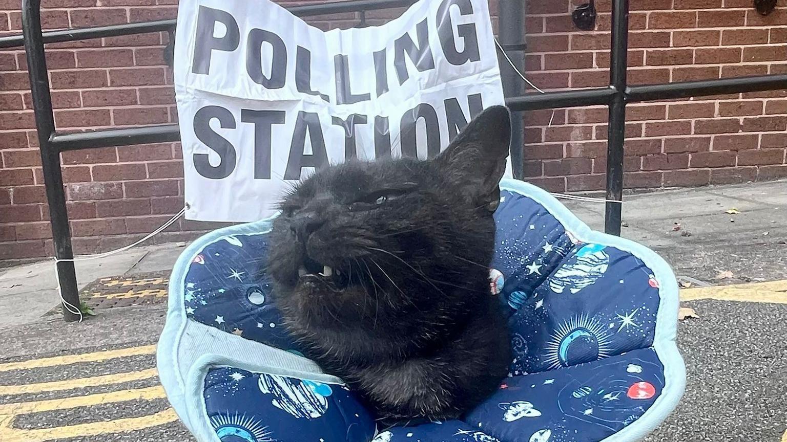 A cat in a medical 'cone of shame' decorated with space motifs sits outside a polling station.