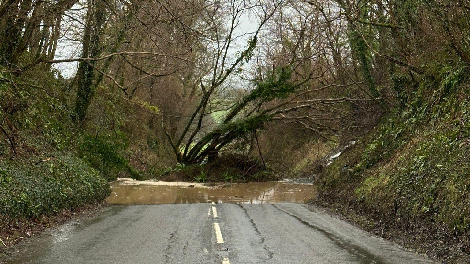 A flooded road with a tree down