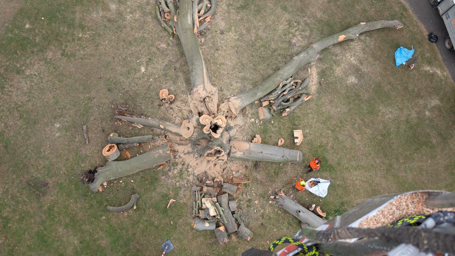A chopped down image of a tree, taken from above. It shows it with pieces all around it, and a stump in the middle. It lies in grass.