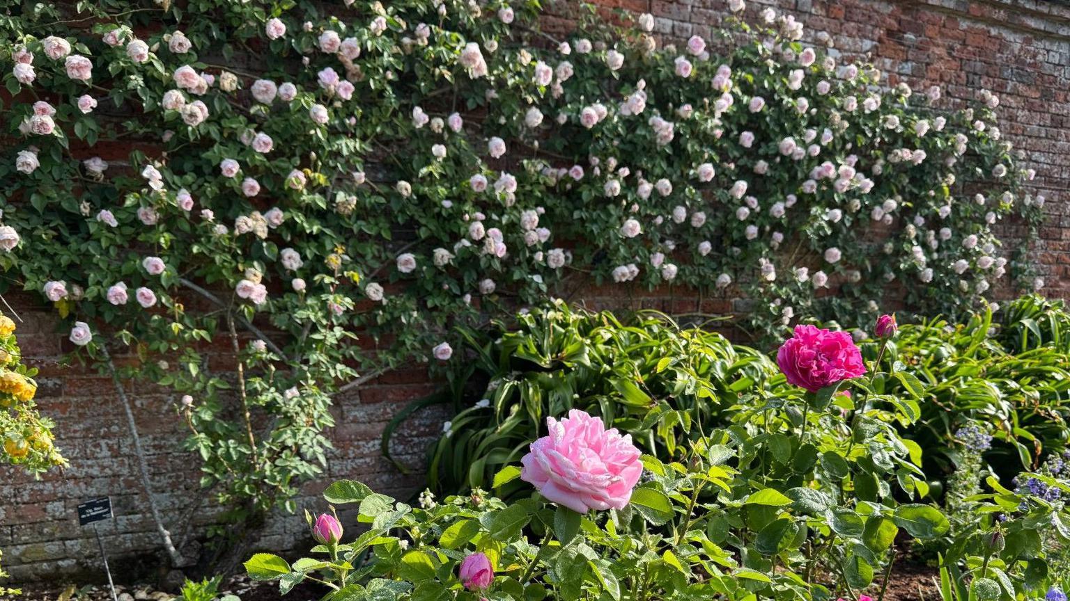 A walled garden with roses growing on the wall and the border in front