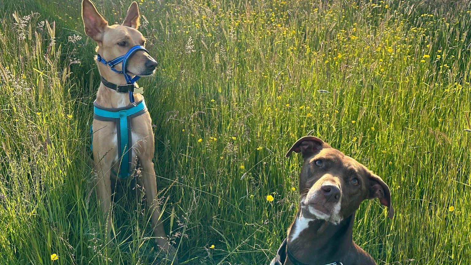 Pacho and Beans in a field