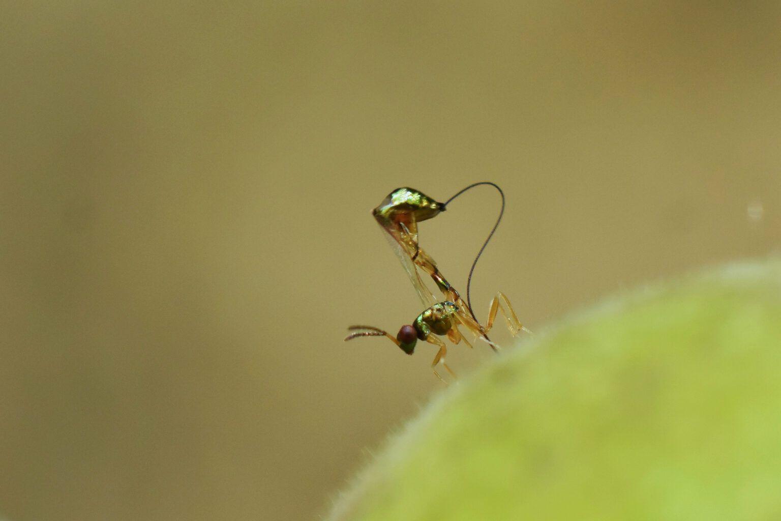 A non-pollinating fig wasp uses its specialised ovipositor to deposit eggs inside a fig