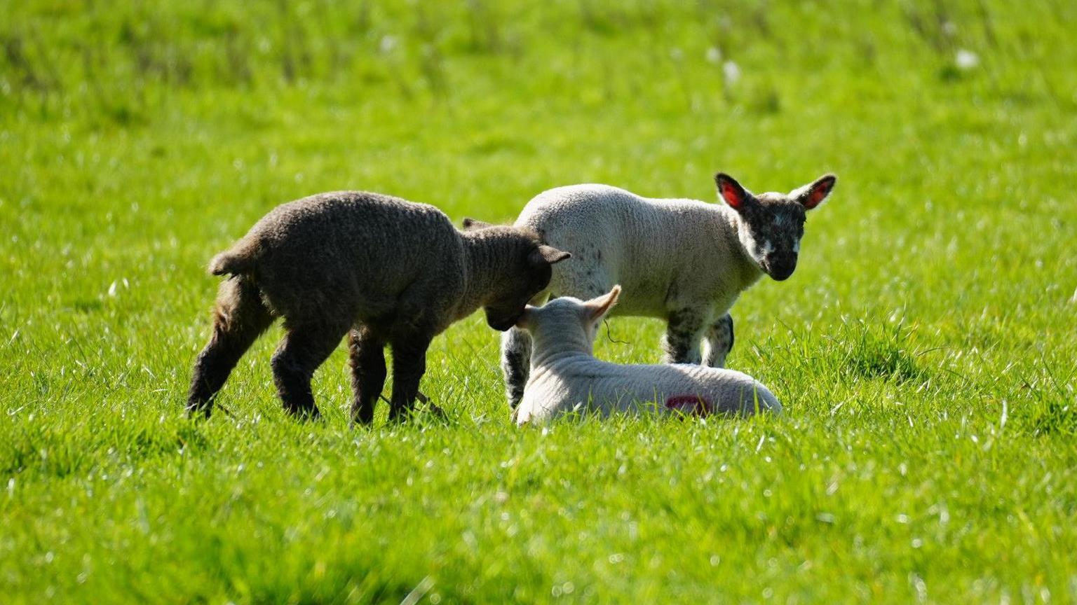 Three lambs in a field of green grass, bathed in sunshine