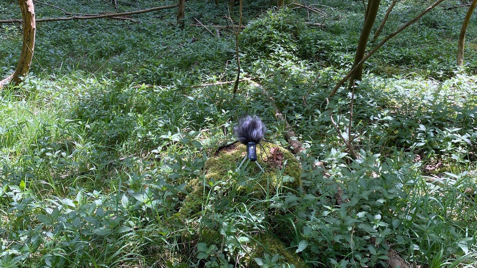 A piece of portable recording equipment places on a green stub in a wood, surrounded by green foliage