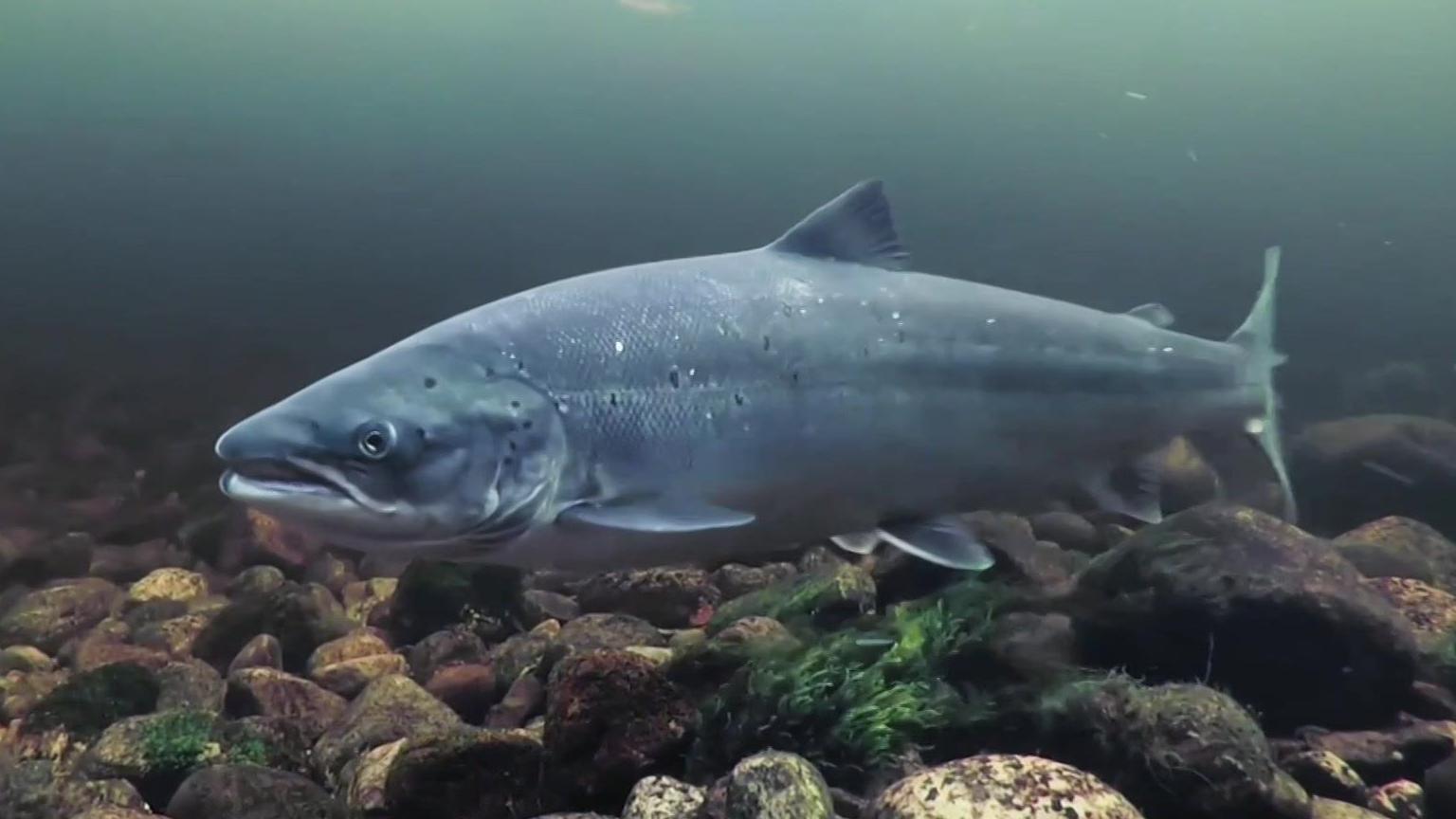 A CGI image of a salmon swimming through the water. The fish's scales are a mixture of pale grey and blue colours. It has a singular dorsal fin and adipose fin on its back, two pectoral fins, and a tail. The water is a dark blue, turning black in the distant background and on the waterbed are a number of different sized and shaped brown rocks, with some greenery floating between the rocks.