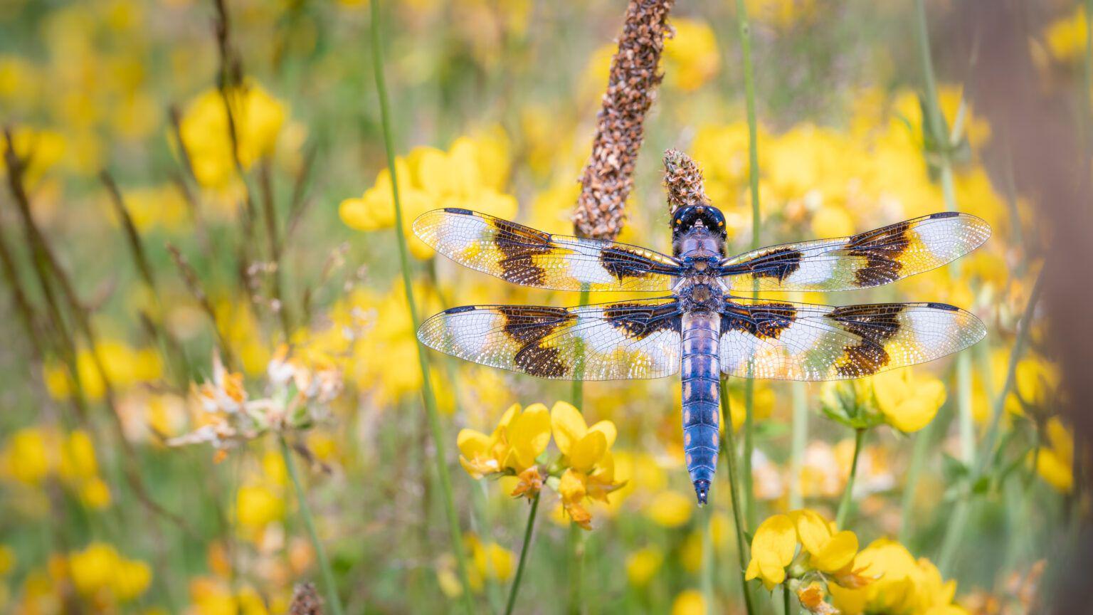 Blue dragonfly on yellow flowers.