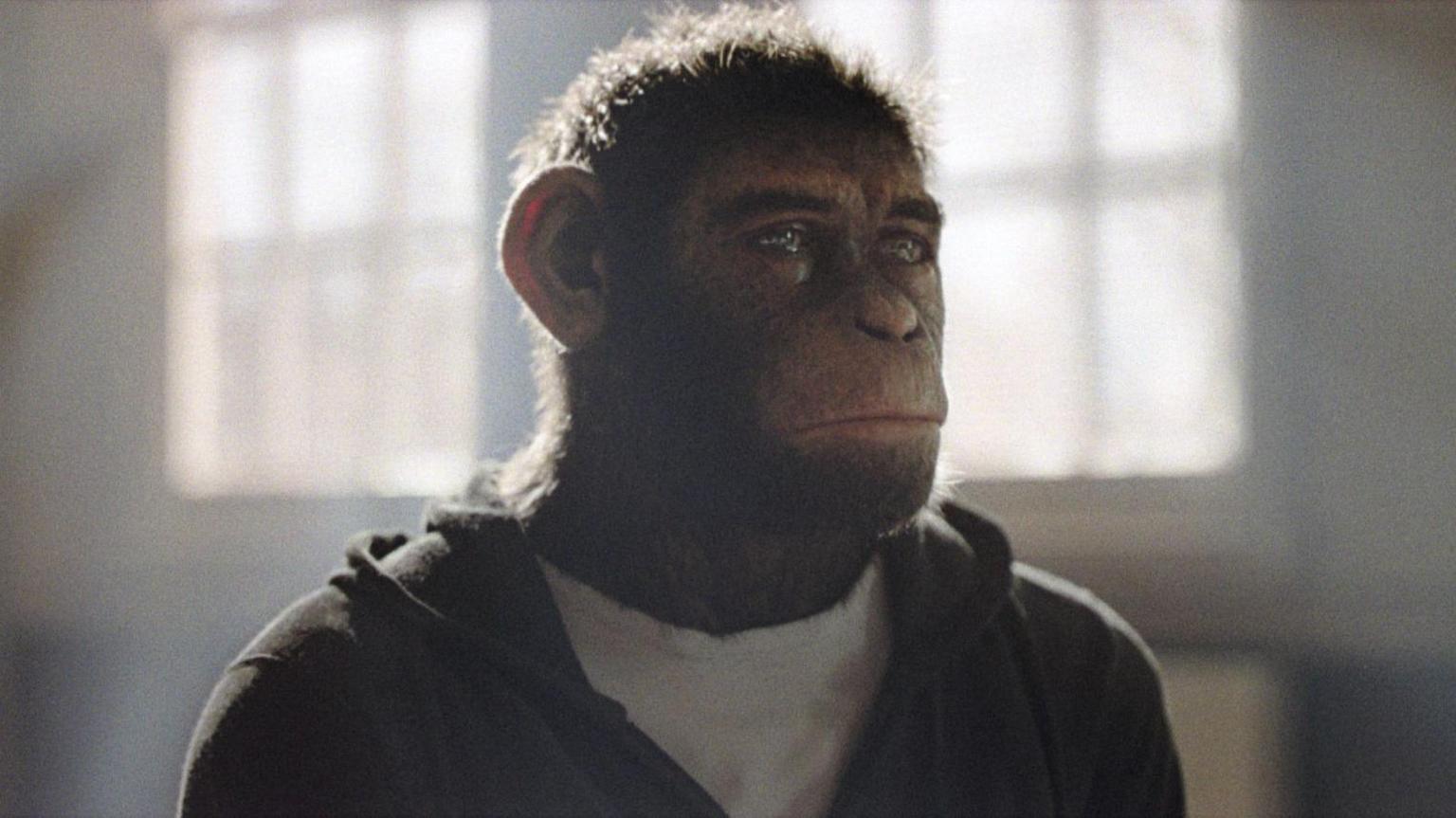 A close up of a CGI chimpanzee wearing a t-shirt and a hooded top stood in front of some large windows with sunlight pouring through. He looks sad.