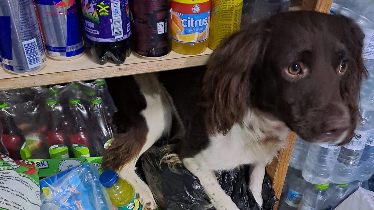 Trading standards dog Griff is sitting on a shop shelf with bottles of soft drinks and mineral water packaged up around him.