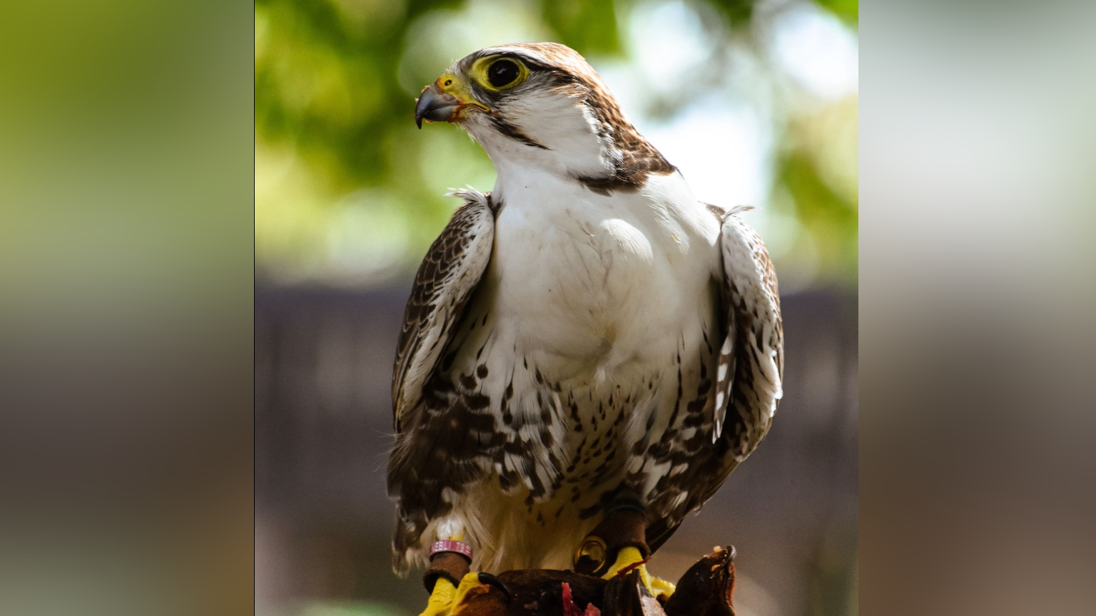 Frankie the falcon perched on a handler's glove. He has white and brown feathers with a yellow beak and feet.