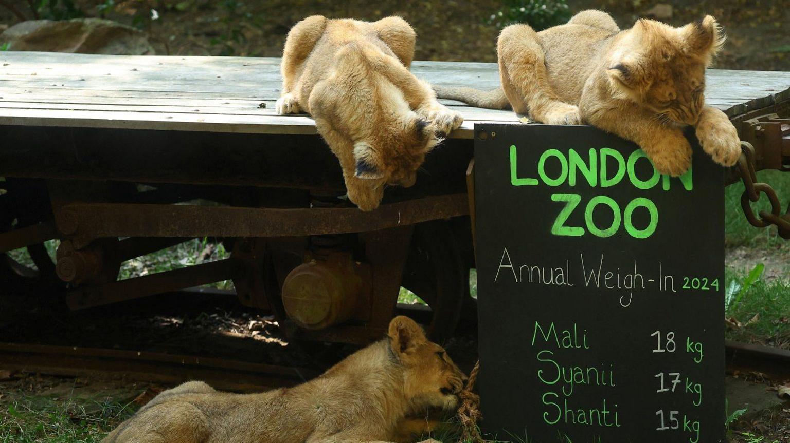 Asiatic lion cubs next to sign. 