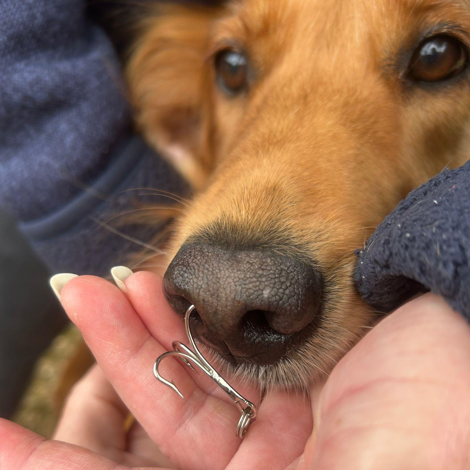 Golden retriever and Irish retriever cross dog with fish hook stuck in its nose. The dog's nose is held in the hand of a woman wearing a blue coat. 