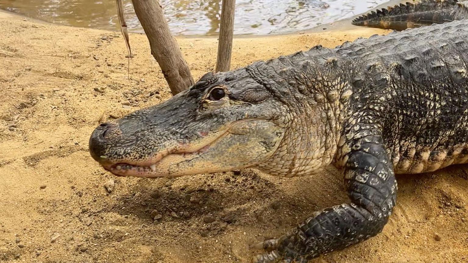 The upper body of a crocodile, side-on, appears to walk over a sandy bank, with water in the background.