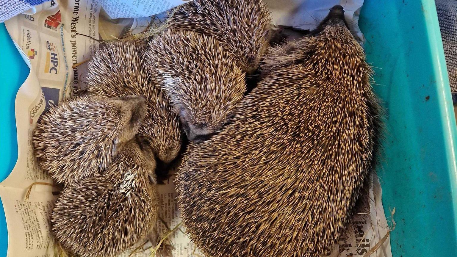 A big hedgehog and five baby ones in a blue box surrounded by straw