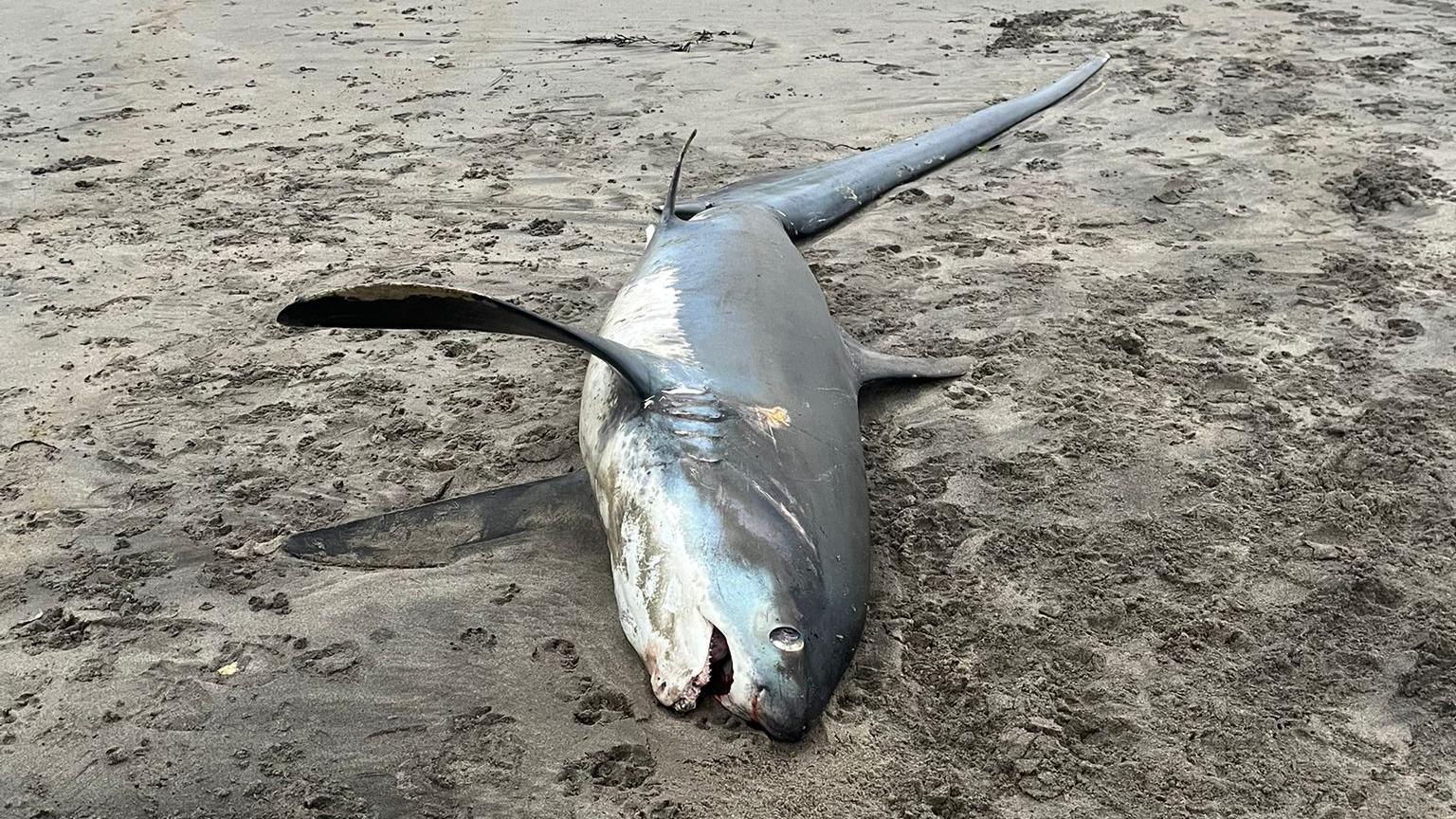 A dead thresher shark on the sand. It is laid on its side and is silver on top and white underneath. 