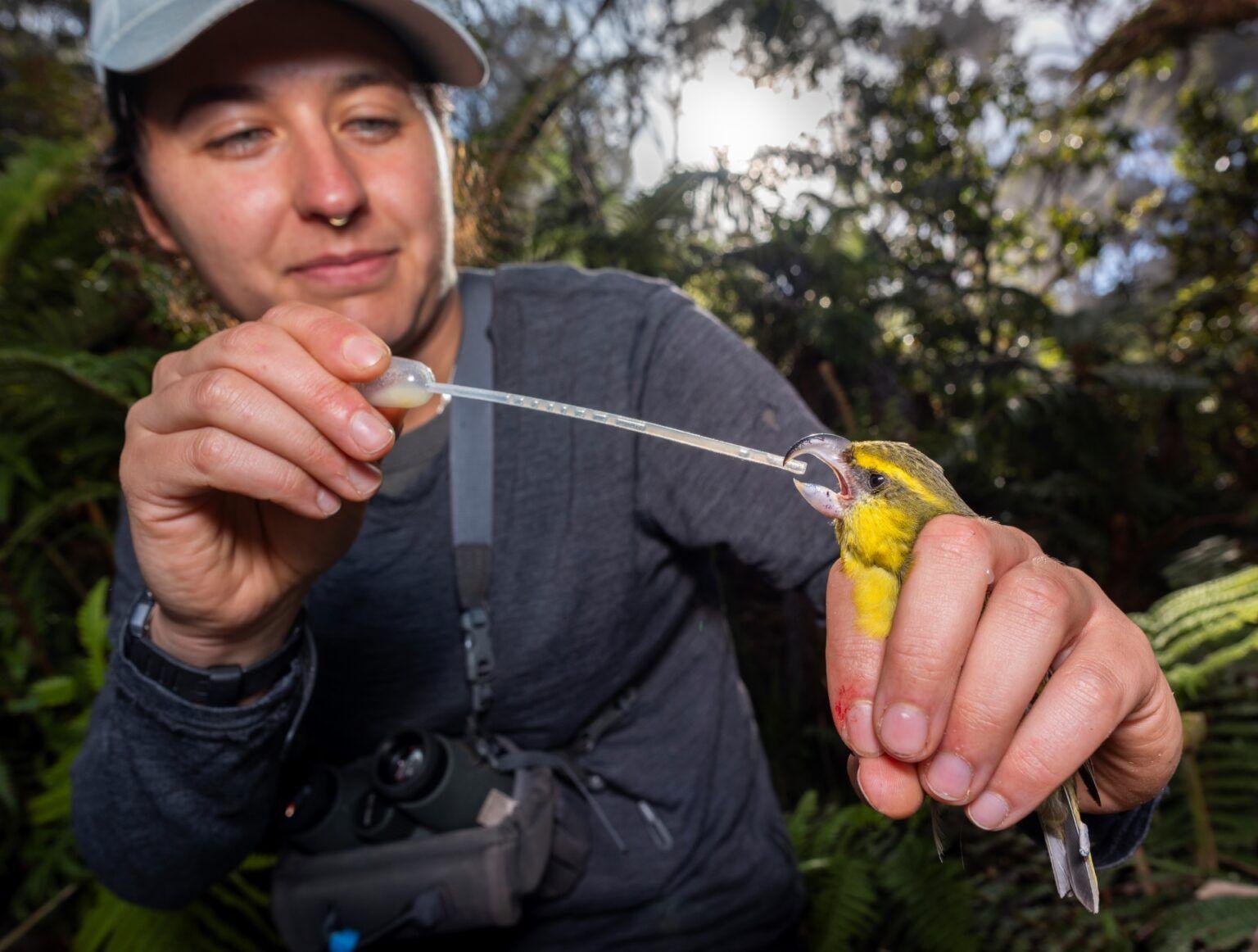 An ornithologist feeds a critically endangered Kiwikiu electrolytes and protein to prepare it for its journey to the Maui Bird Conservation Center