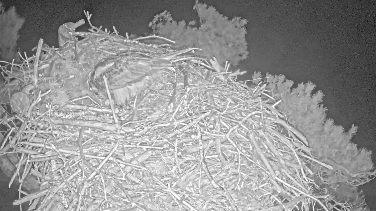 The first Osprey egg of the season on the webcam 