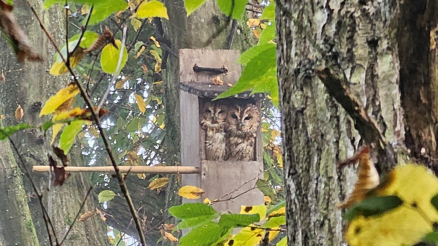 A photo of the two owls huddled in the box but taken from slightly further away, with more of the surrounding forest in shot.