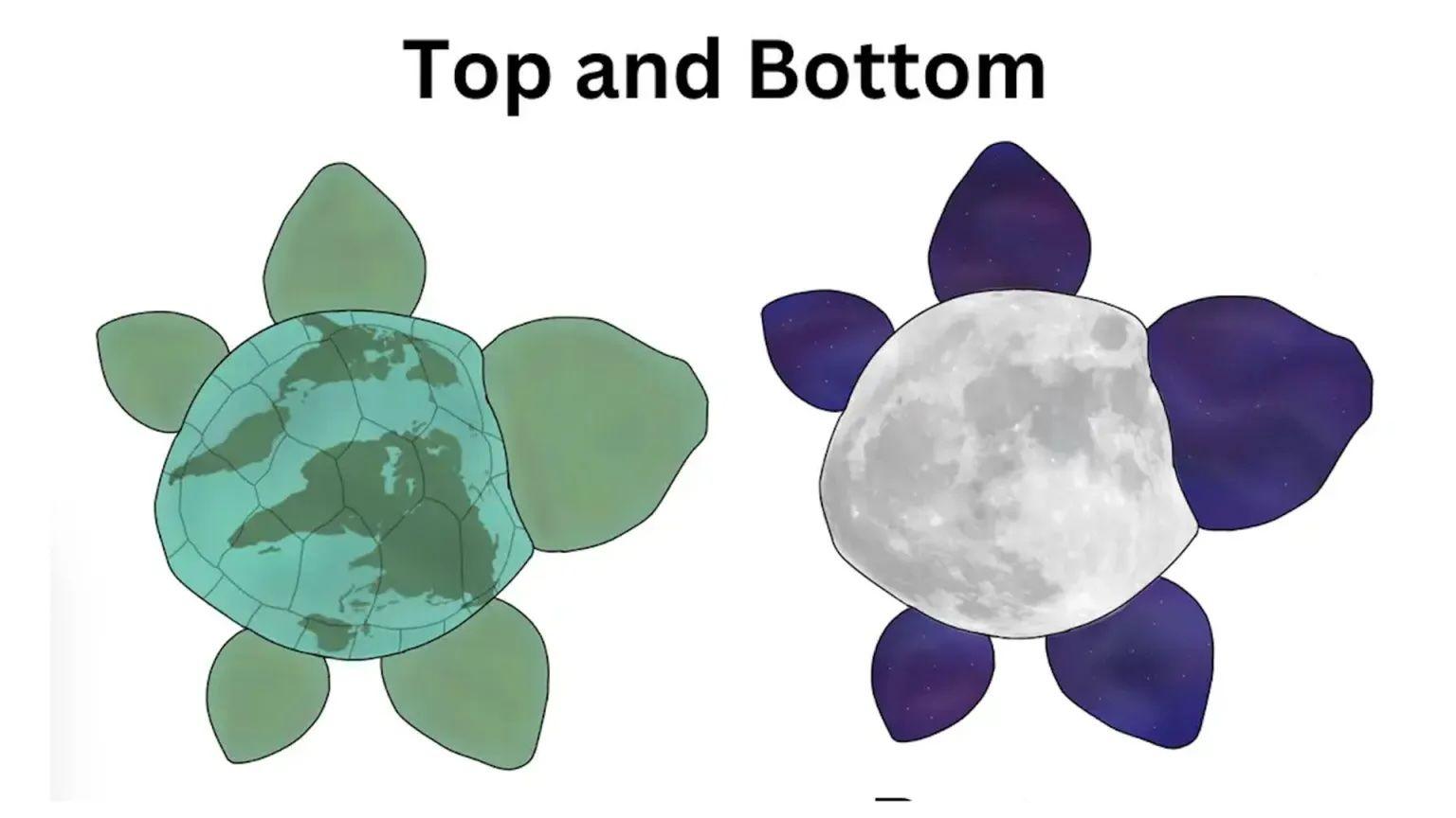 A drawing of a turtle both top and bottom. On the top the shell is the earth, on the bottom, it is the moon