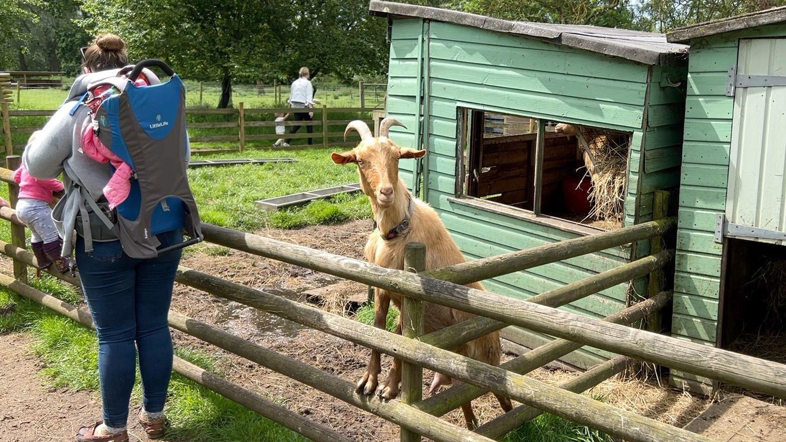 A goat at Baylham House Farm