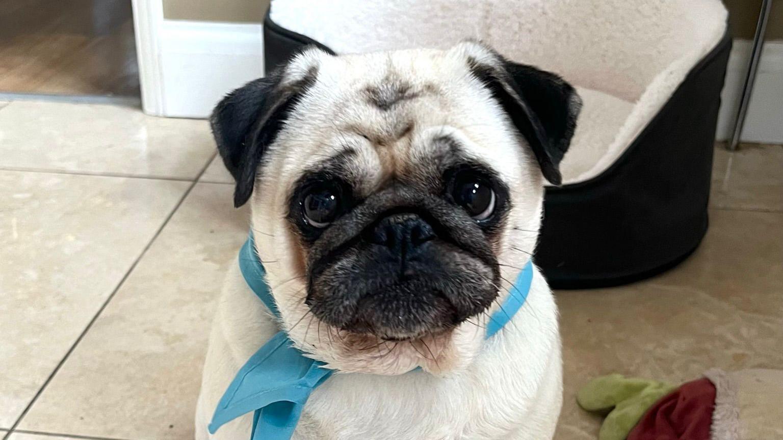 Penny the pug from Ipswich