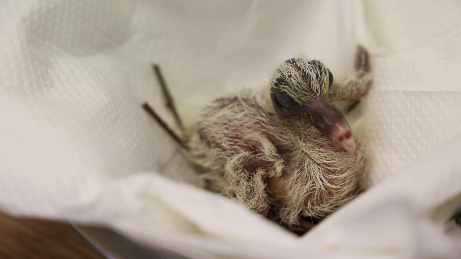 The pink pigeon when it was newly hatched