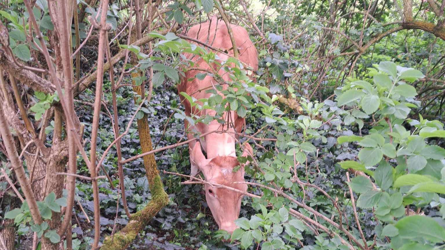 Stray cow in bushes in Guernsey