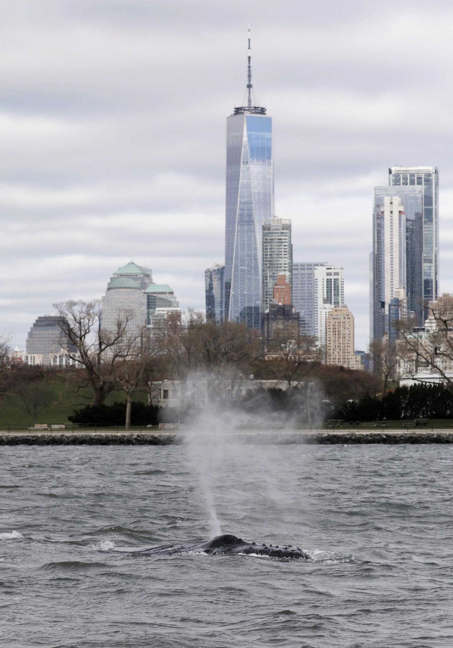 A humpback whale surfaces near One World Trade Center in this photo taken from a boat on New York Harbor in New York City, U.S., December 8, 2020