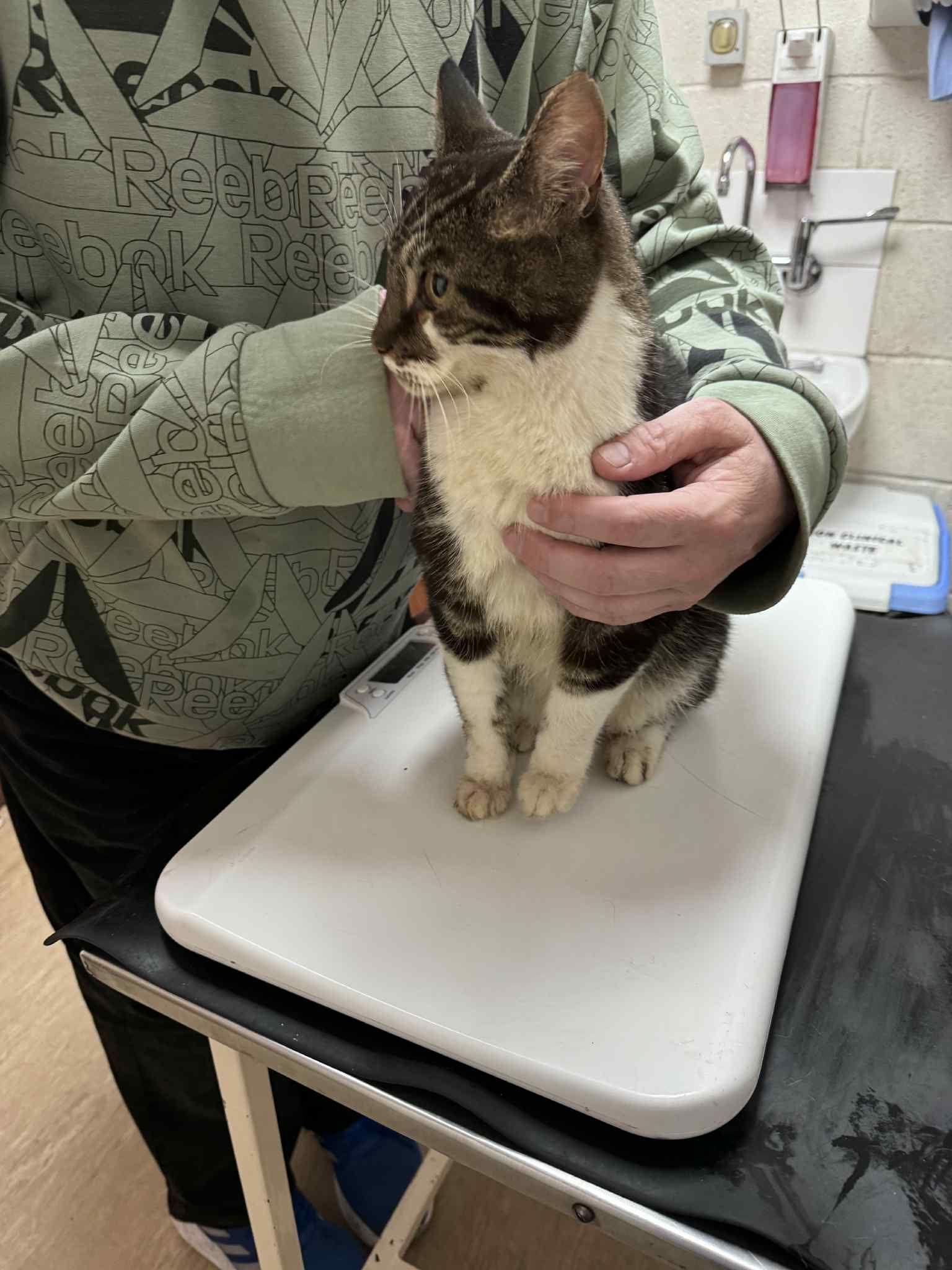 A very thin-looking, somewhat dirty cat stands on a set of scales on a vet's examination table.  He's being gently held by a person in a green top standing behind him.