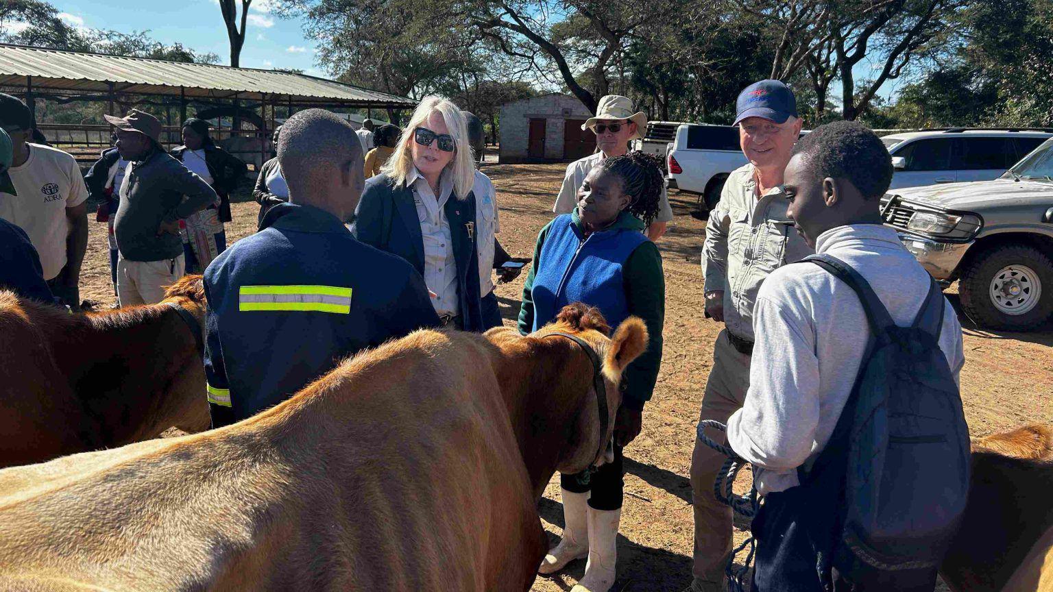 A group of people standing in a dirt car park, surrounding two Jersey cows. Trees can be seen in the distance and blue skies.