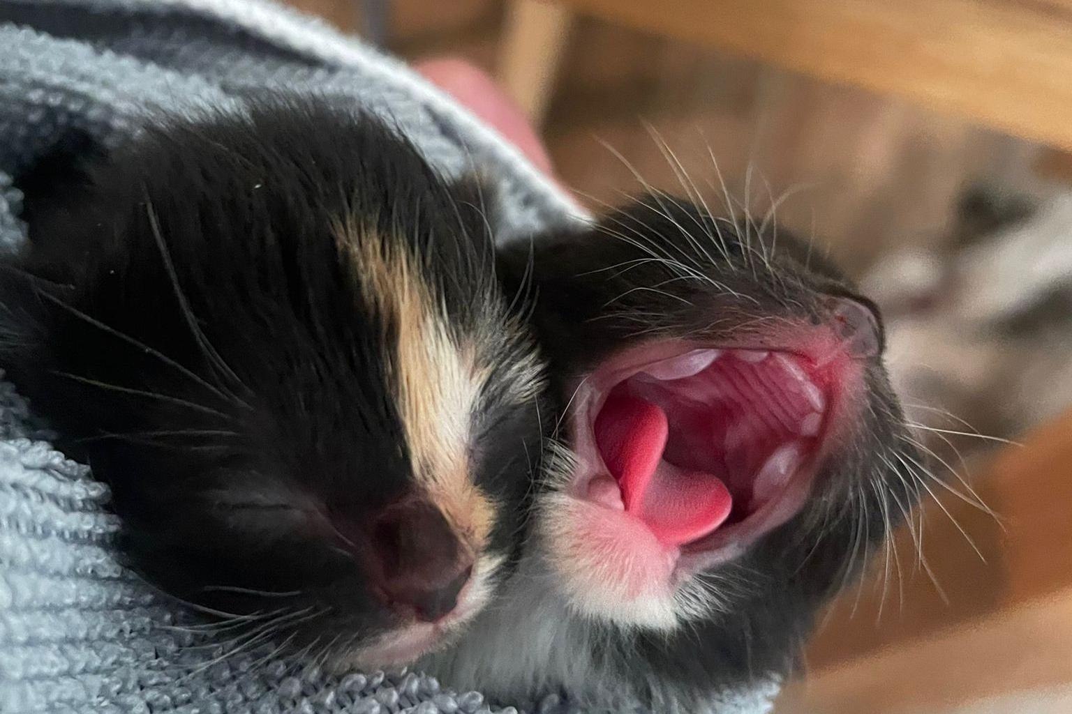 Two kittens are held in a towel. One is black with a stripe of ginger and white near its eye, and the other is black with a white chin. The kitten on the left has its eyes closed and the kitten on the right has its mouth open in a yawn.