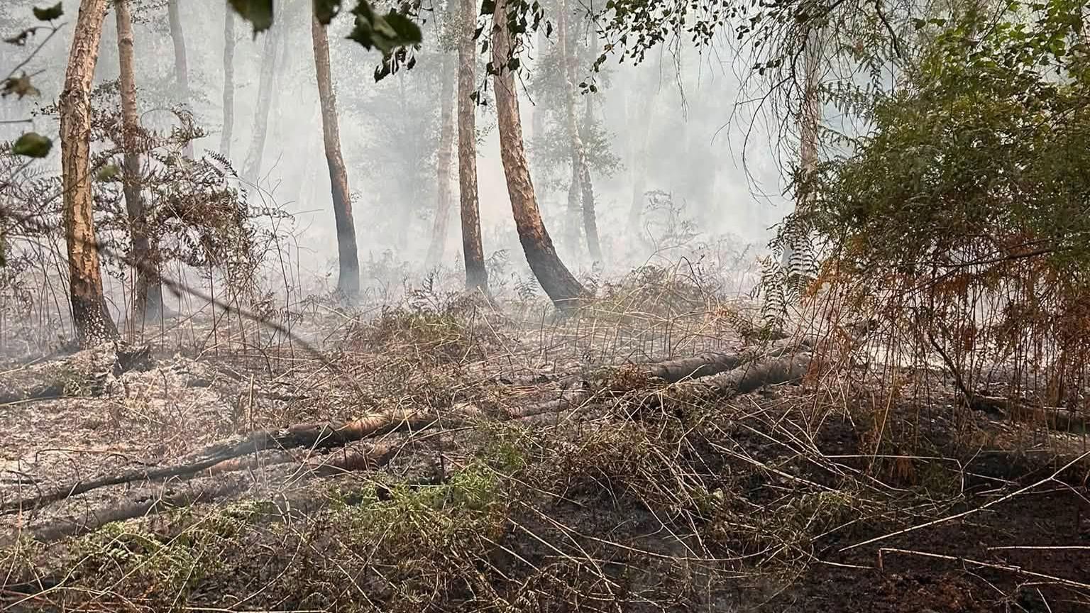 The aftermath of a fire in a nature reserve. It is in a wooded area where smoke is filling the air.