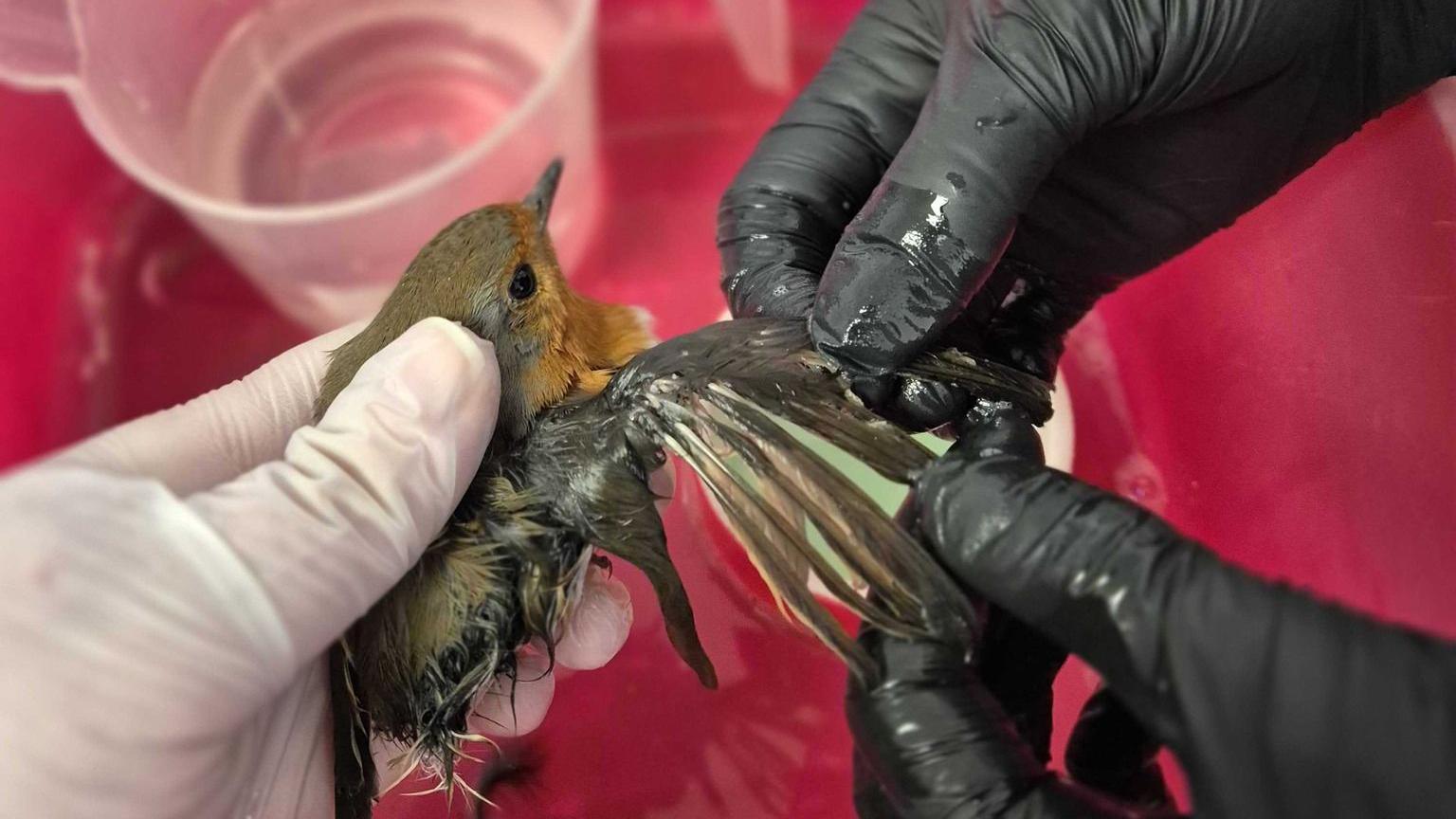 A robin with its wing stretched out with fly paper stuck to it