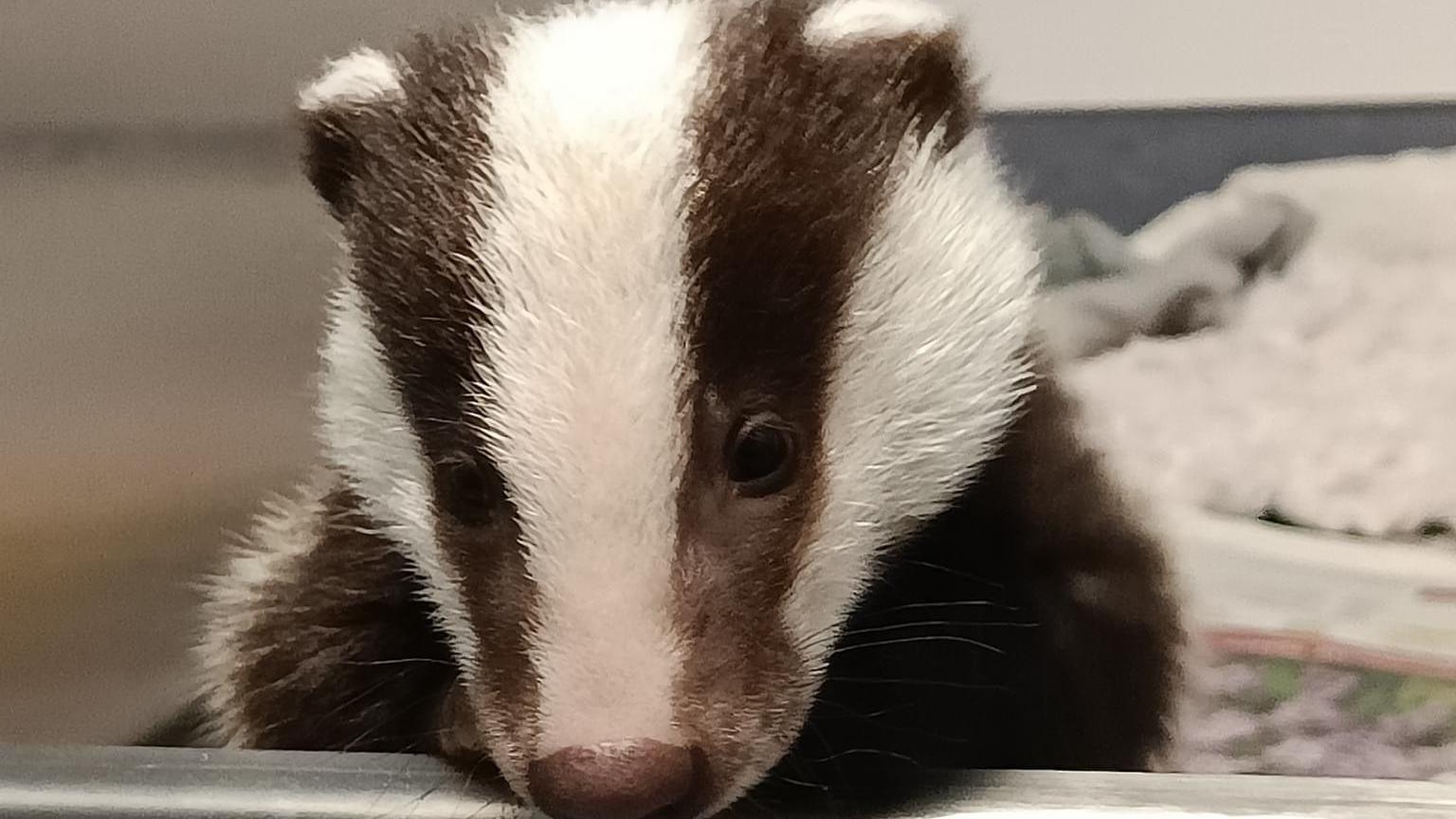 Image of Martha the rescued badger