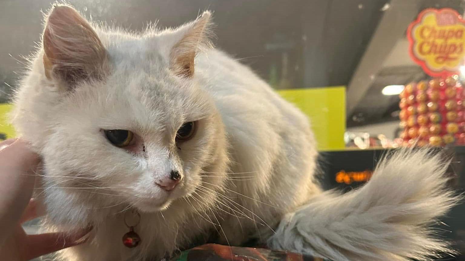 Pixie the white cat, being tickled under her chin, with a hand on her, with sweets behind her. 