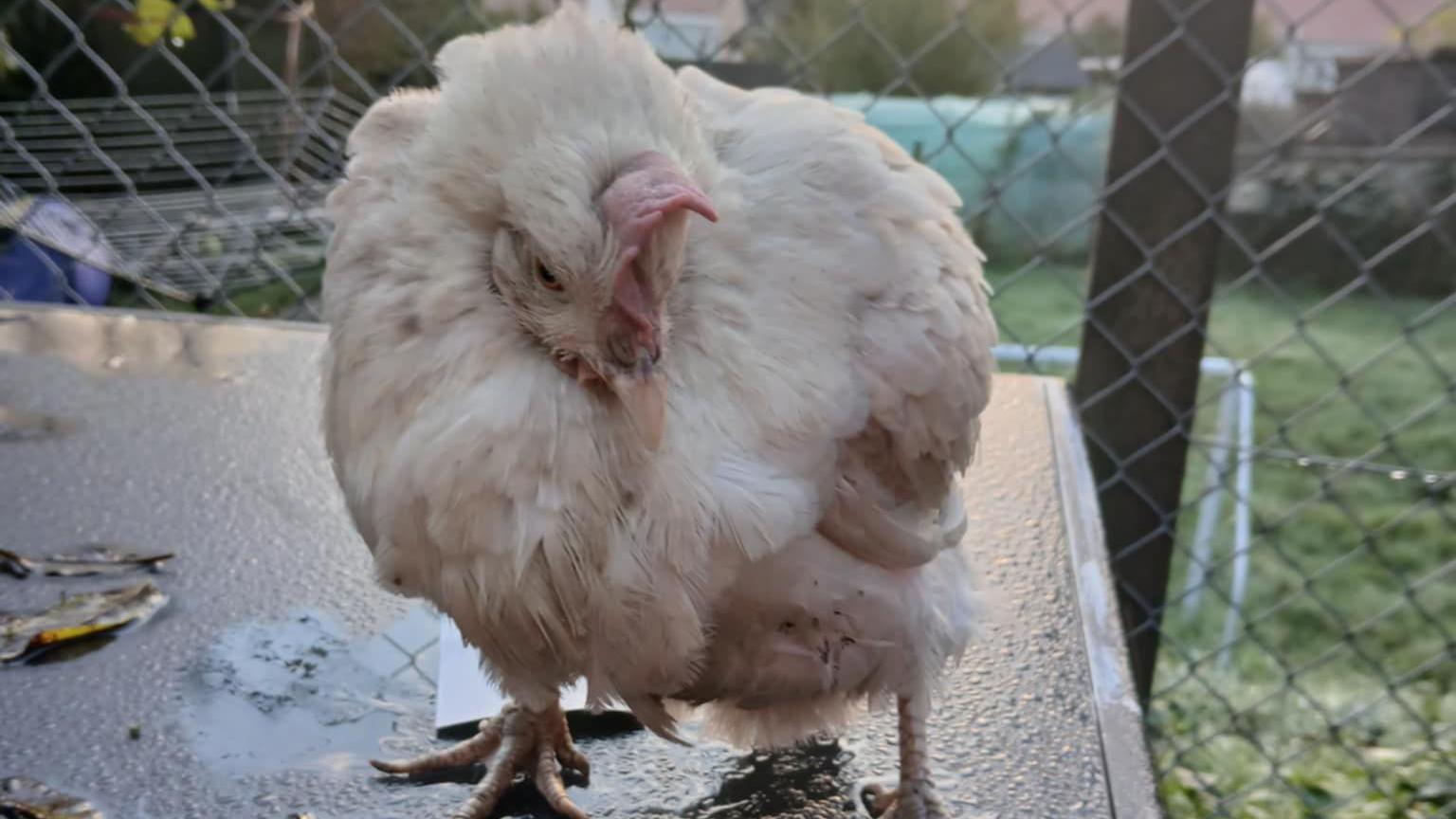 A white feathered chicken stood on a black surface outside.