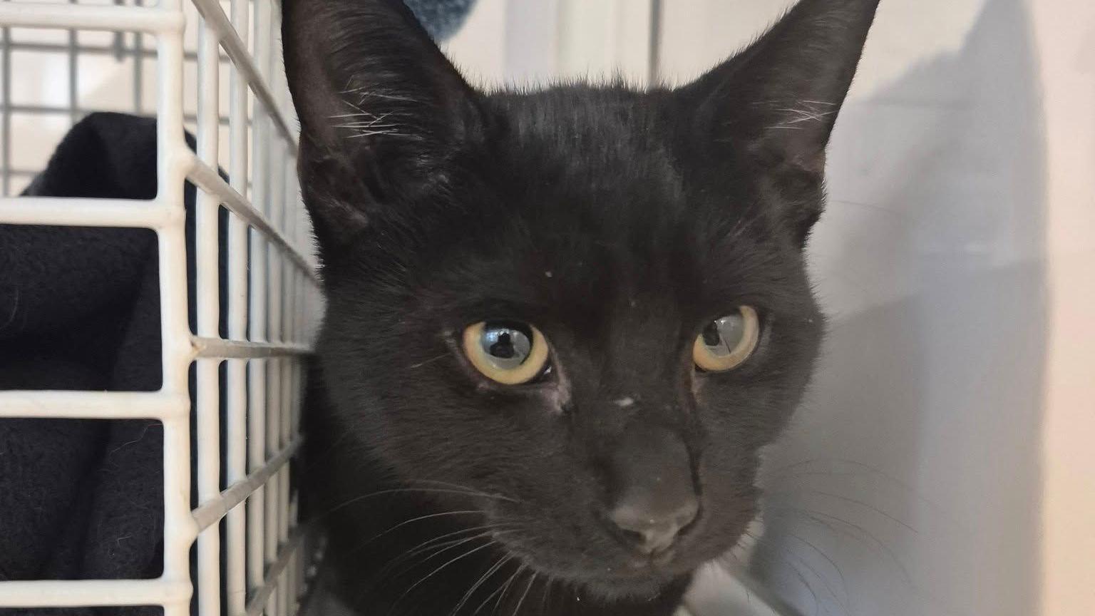 A black kitten is sitting in a whitewashed room next to a white cage. It has large amber-coloured eyes