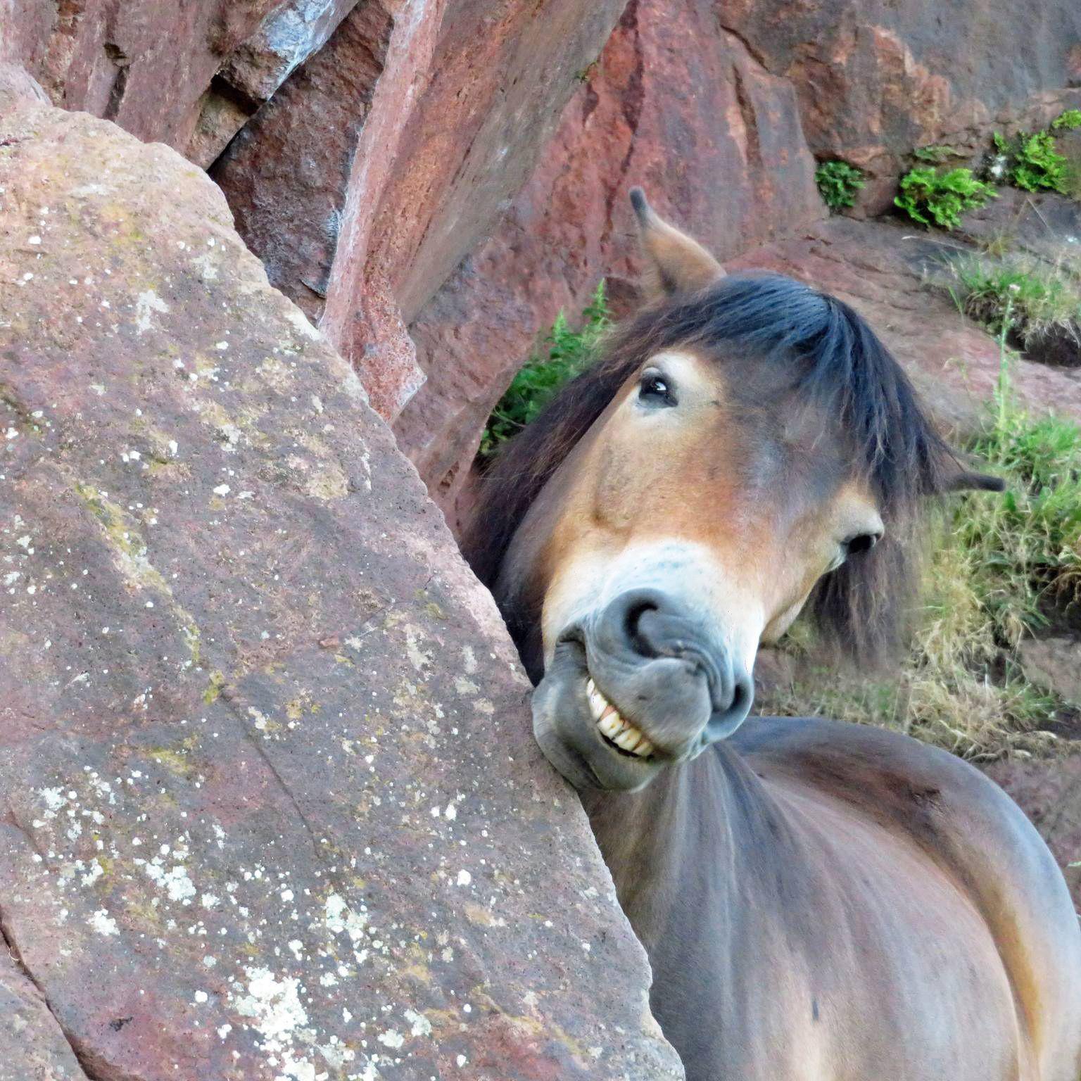 A smiling pony