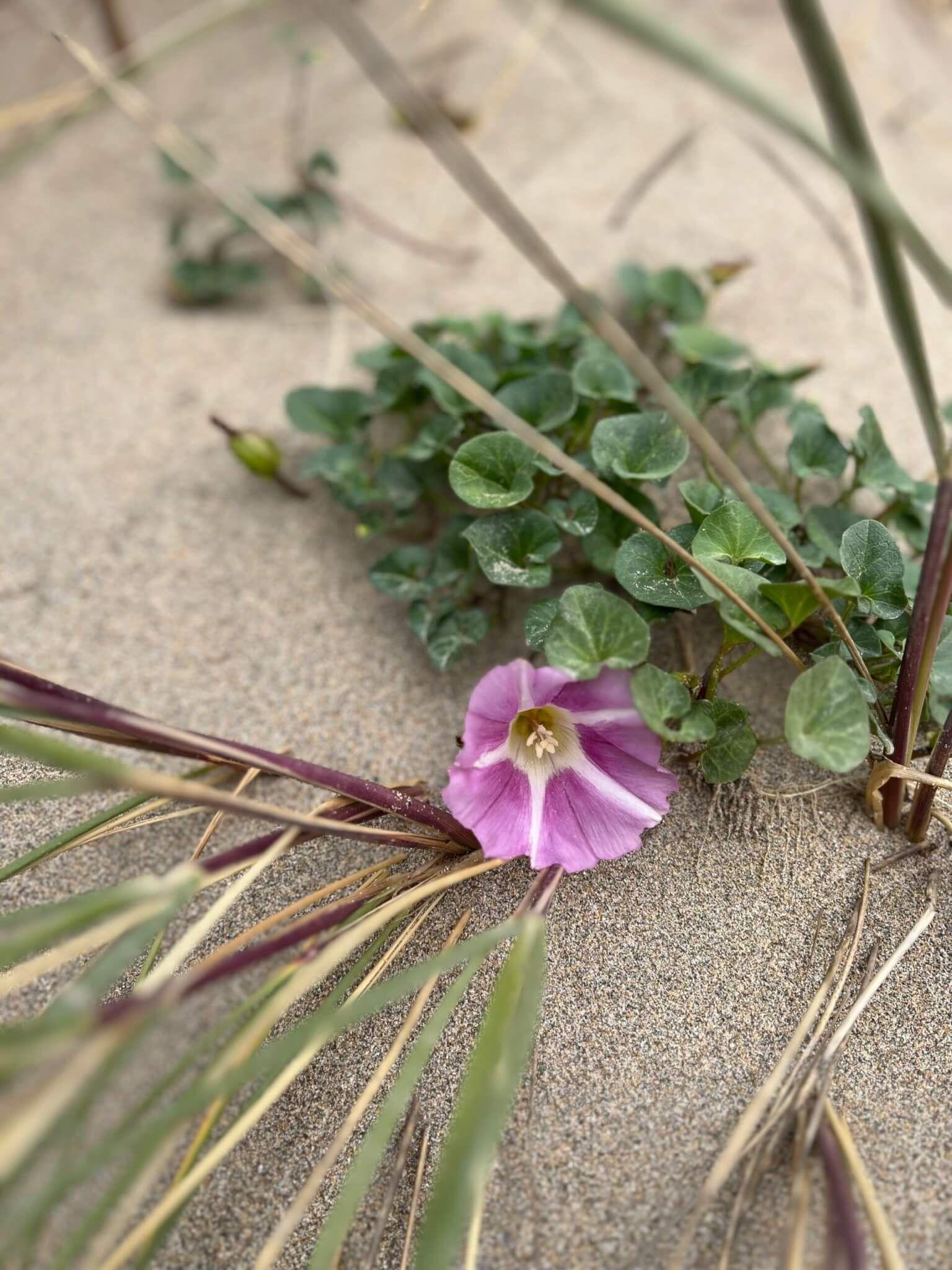 Beach bindweed, a purple flower lays in the sand