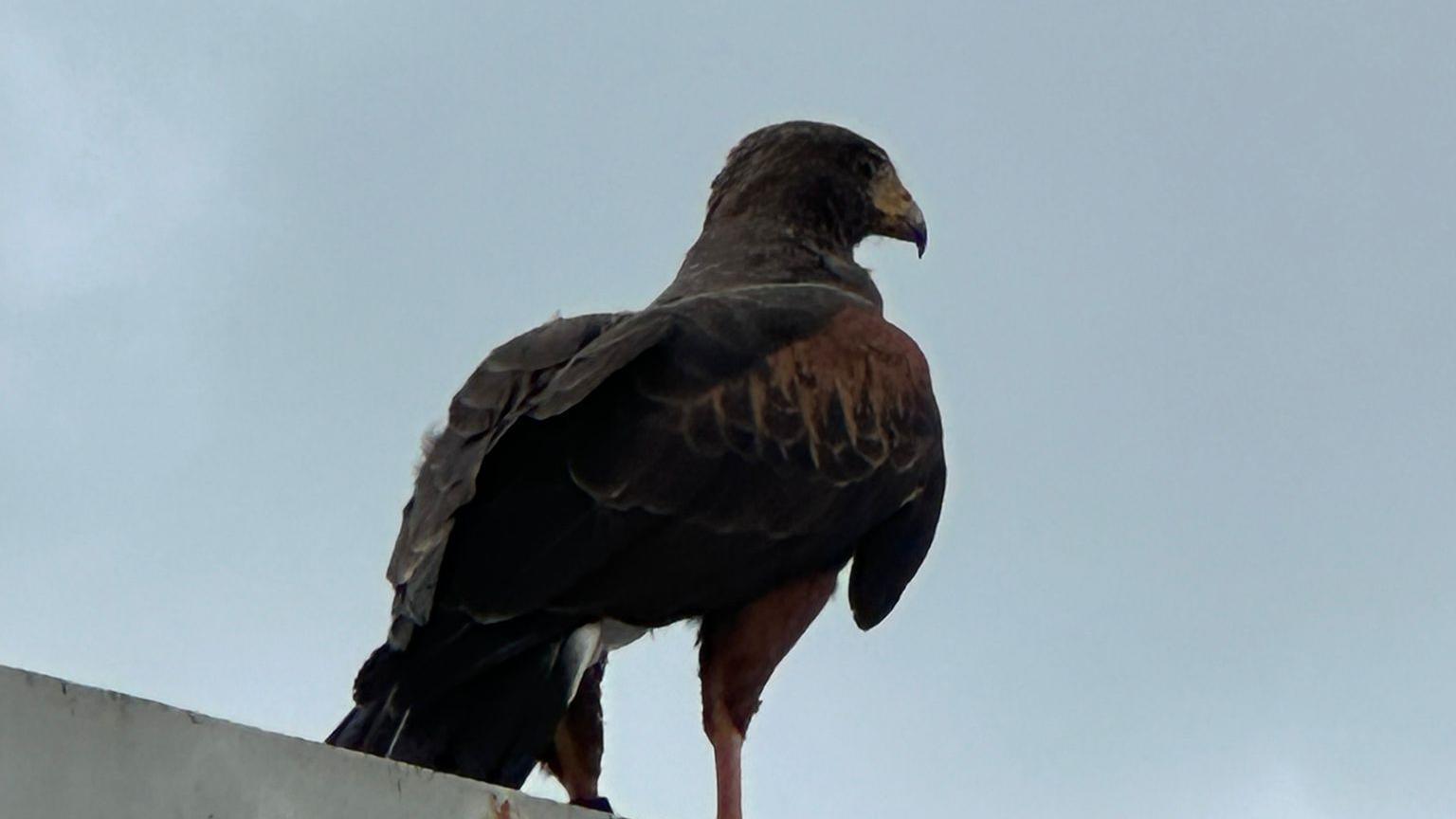 A photo of the hawk