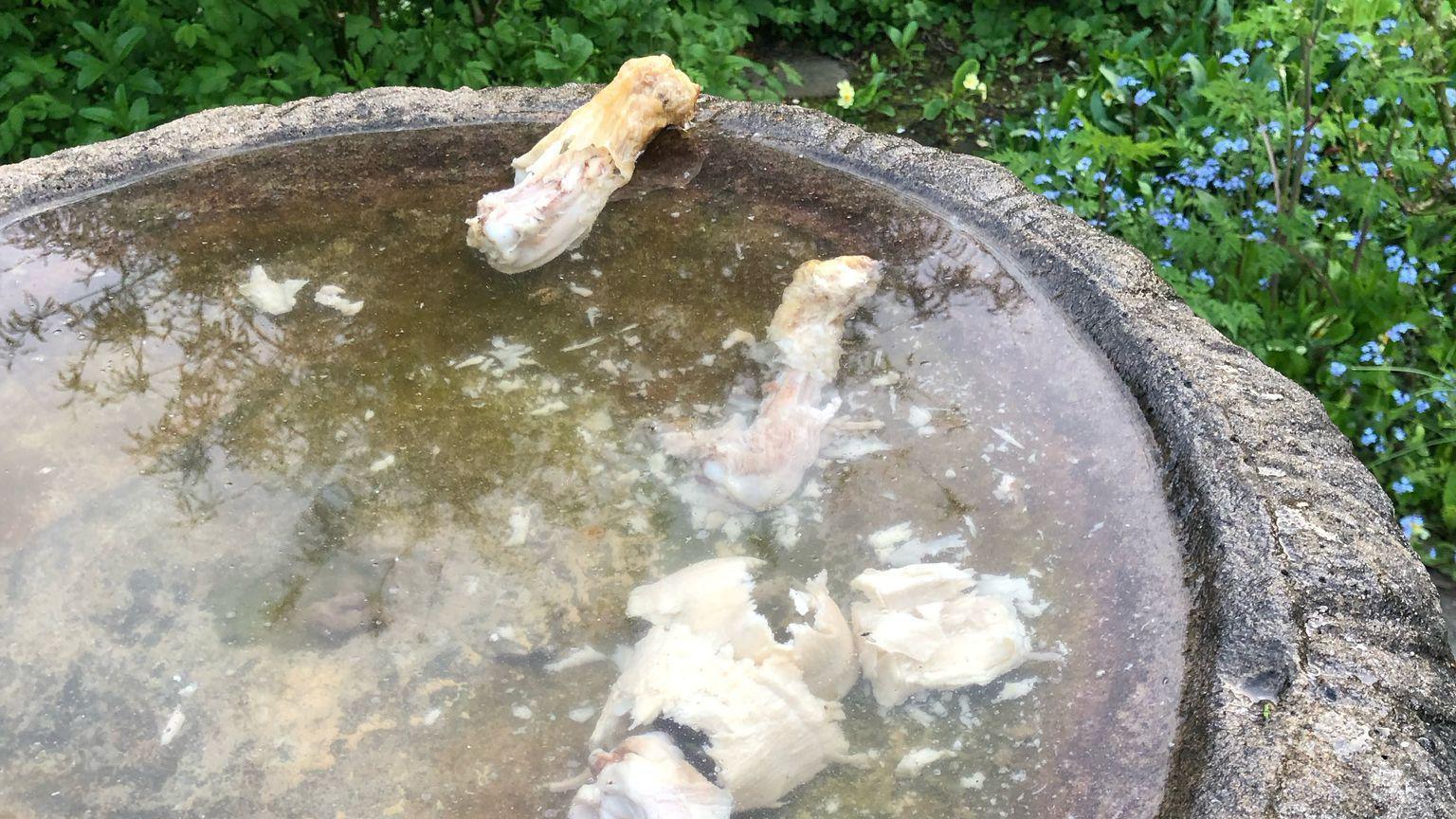 Part of a circular stone birdbath, filled with water, that has three or four cooked chicken portions submerged in it. One is on the edge, half out. Greenery can be seen beside the birdbath.