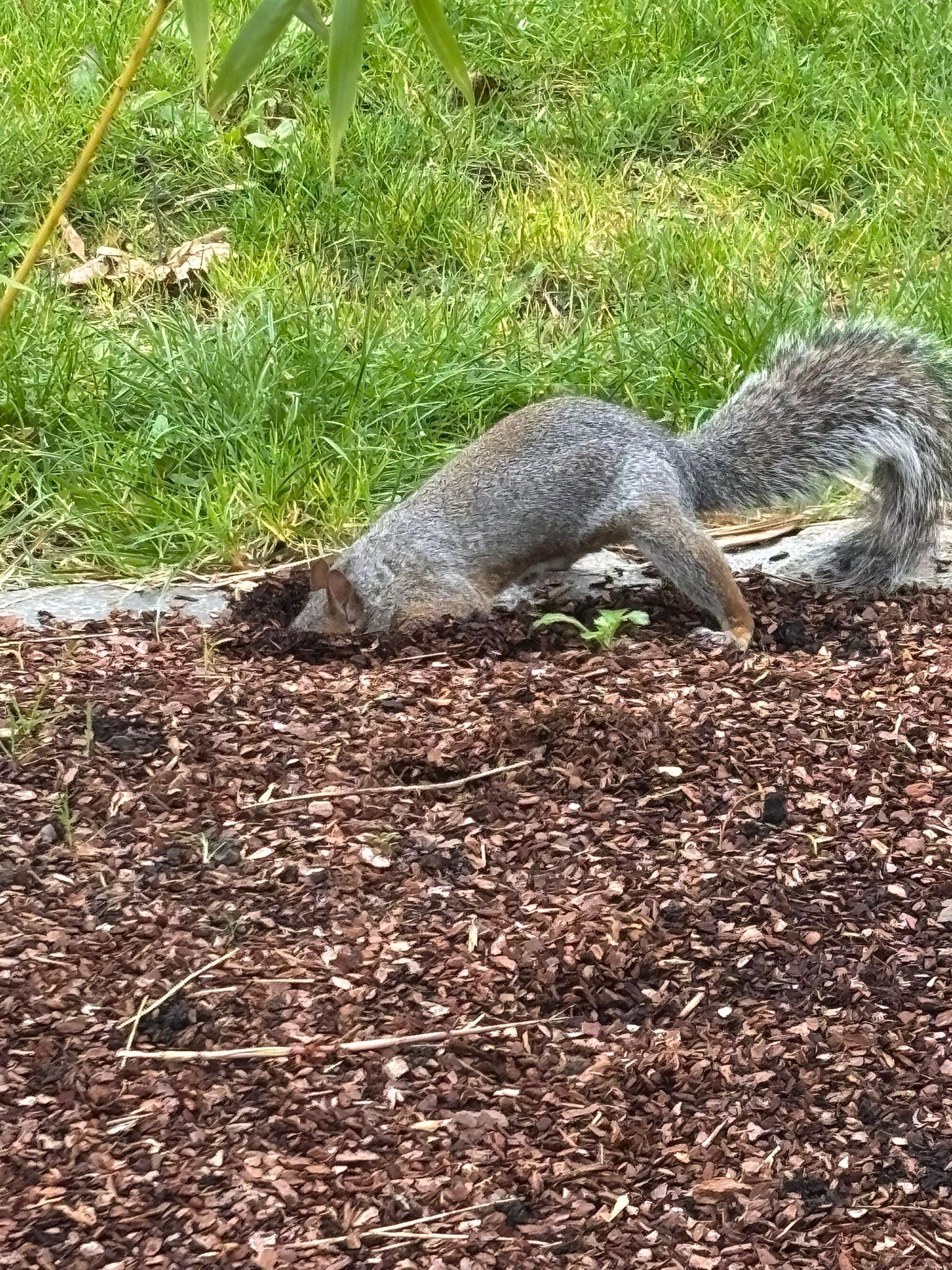 A squirrel with its head hidden in the ground, looking for food