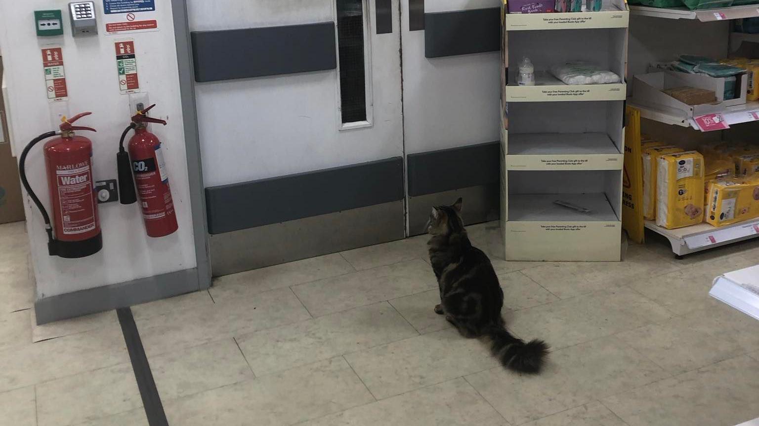 A tabby cat sits on a shop floor looking at some doors. Next to it is a stand containing some cotton wool balls.