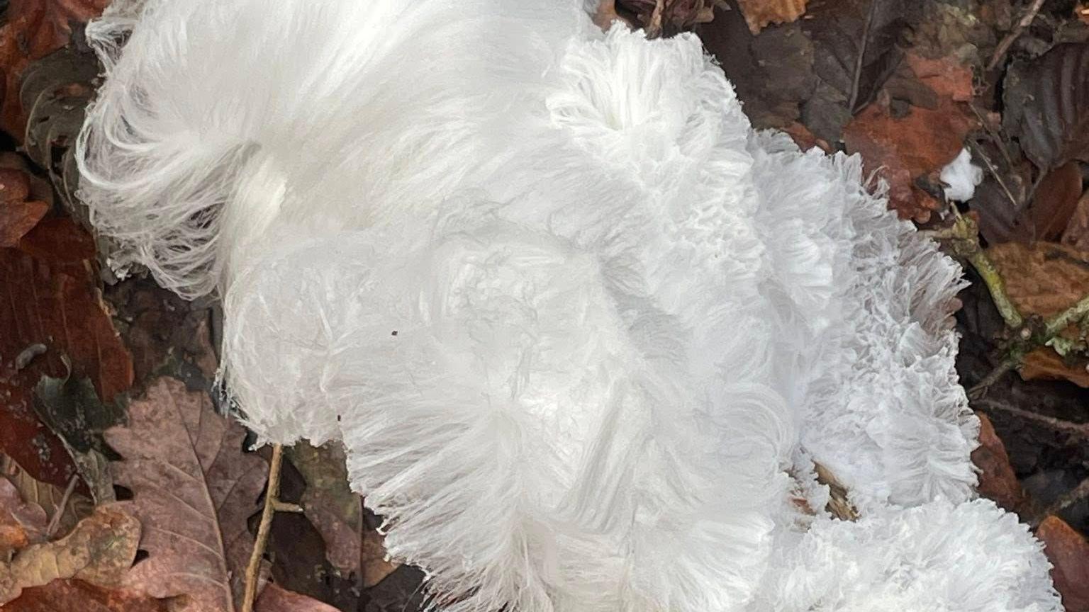 Image of a large mass of fine hair-like strands of white ice. The white ice threads are attached to a stick. In the background can be seen grown autumn leaves and twigs