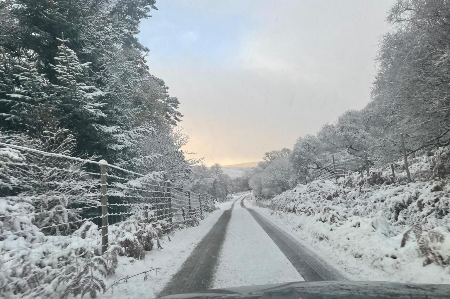 Tyre tracks on a snowy road. Snow also covers vegetation and trees along the side of the road.