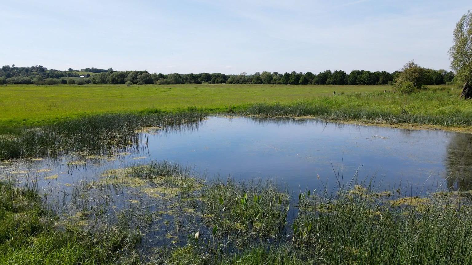 A pond in a green field bordered by trees at Coombe Hill in Gloucestershire.