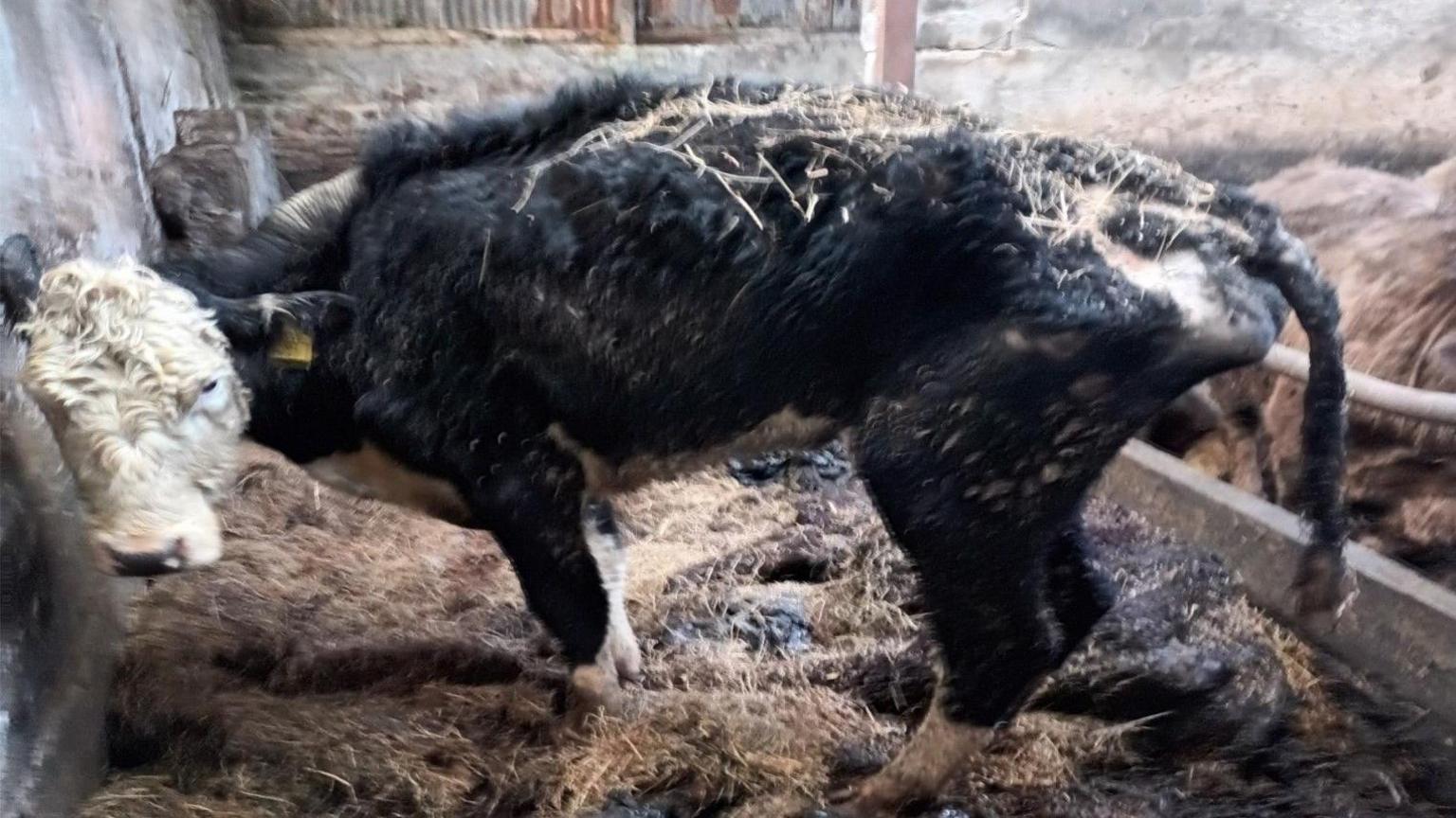 Very thin black and white cow in a barn with a lot of muck present