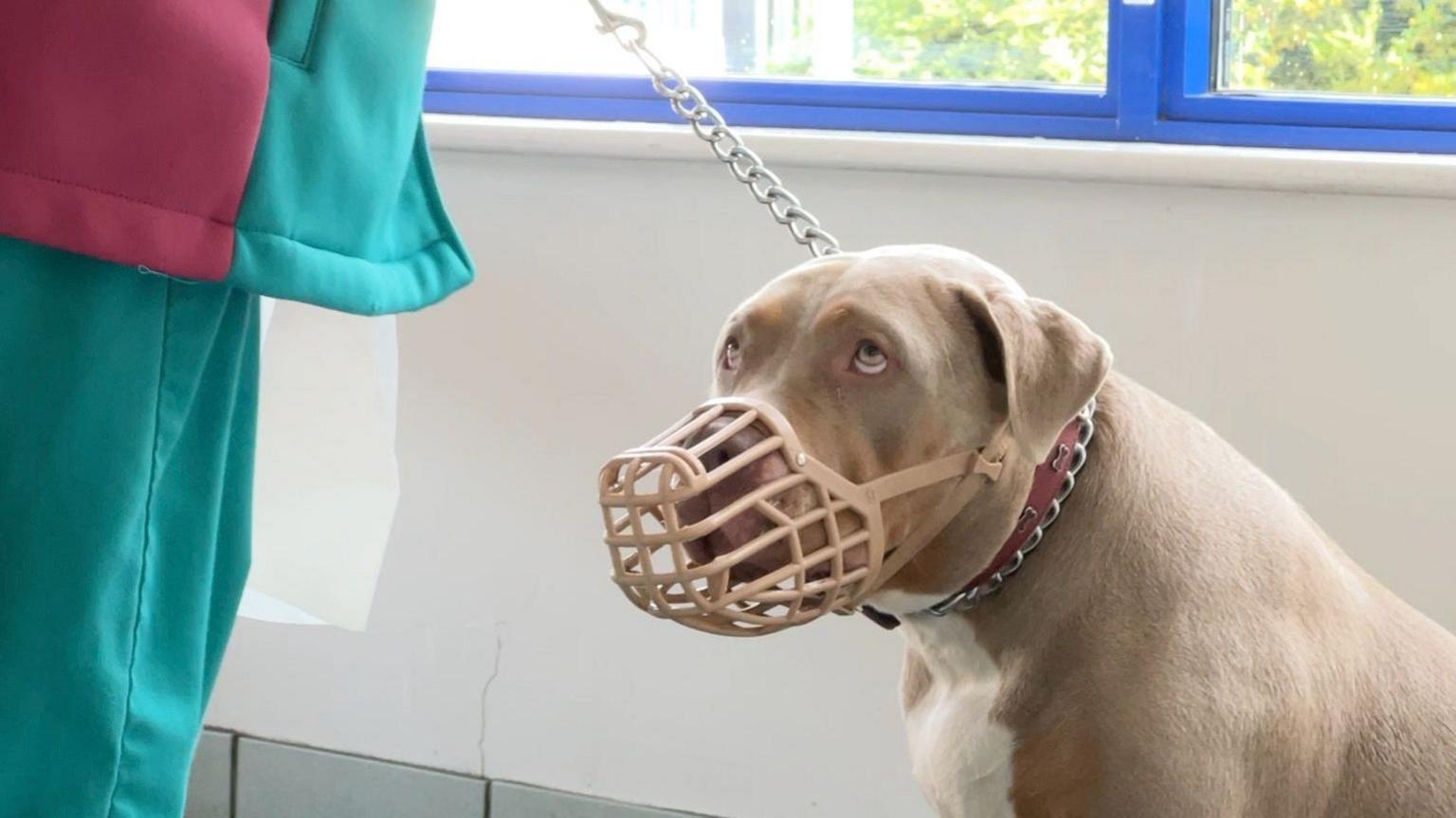 A dog with light brown fur wearing a muzzle and a lead