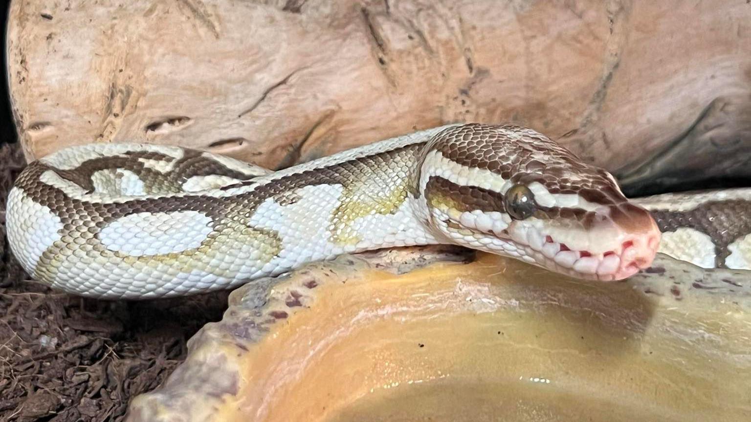 A snake is by a water bowl in a terrarium. It is looking up and at the camera.