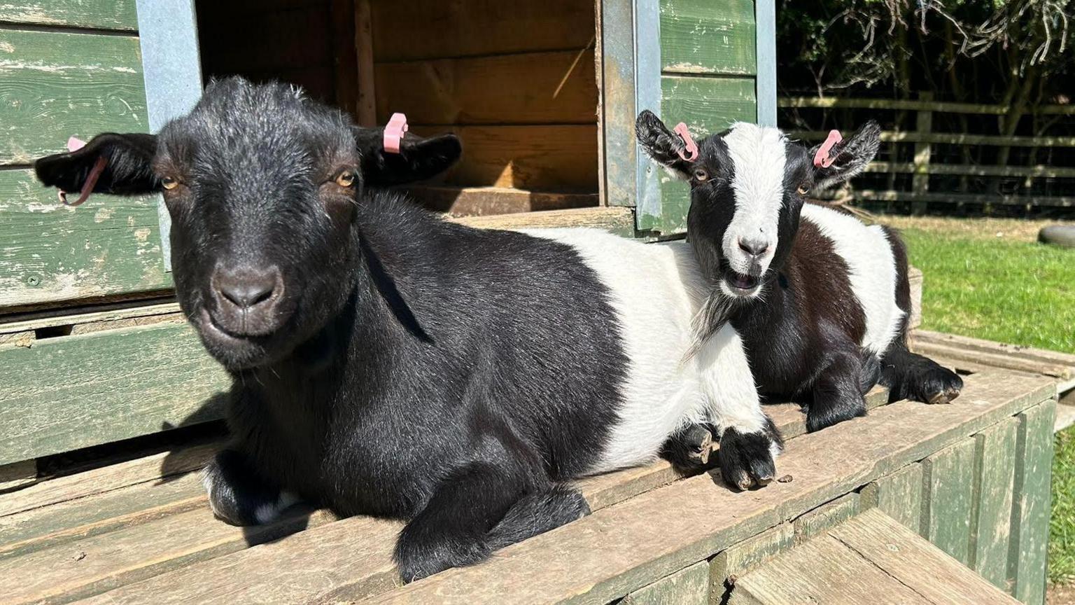 Two black and white goats are lounging in the sun.